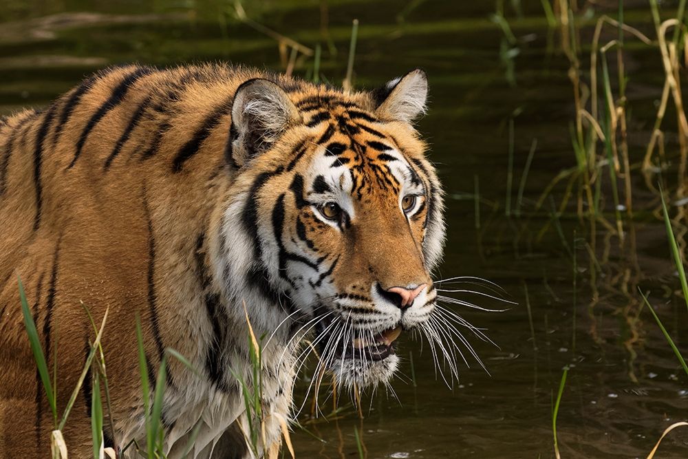 Siberian Tiger-Panthera tigris Altaic Captive art print by Adam Jones for $57.95 CAD