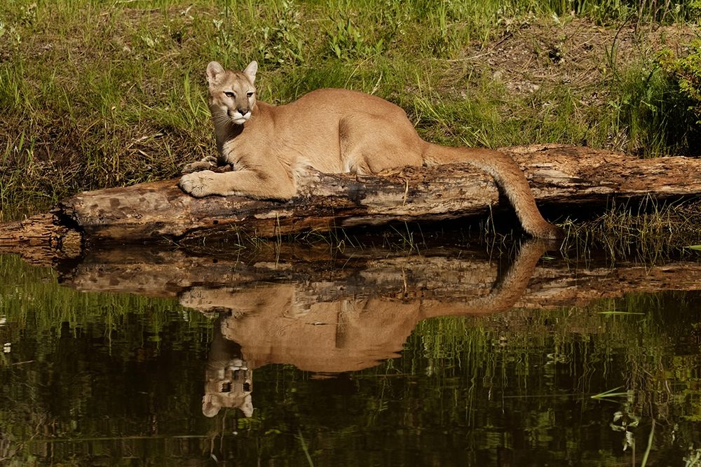 Mountain lion and reflection on pond-Kalispell-Montana controlled situation Puma concolor art print by Adam Jones for $57.95 CAD