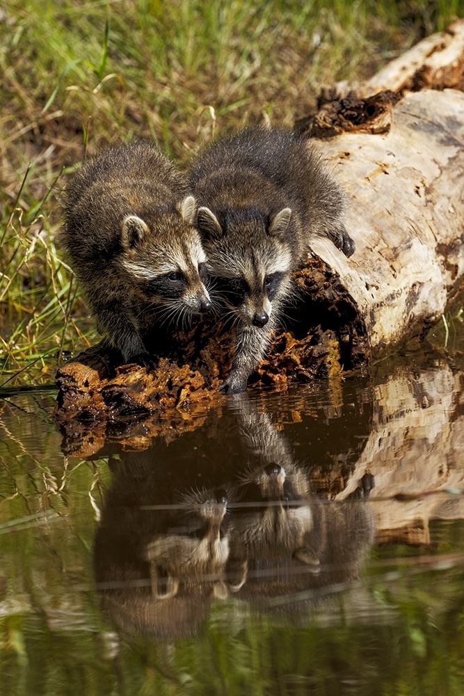 North American raccoon-and reflection on pond-Procyon lotor-Montana art print by Adam Jones for $57.95 CAD