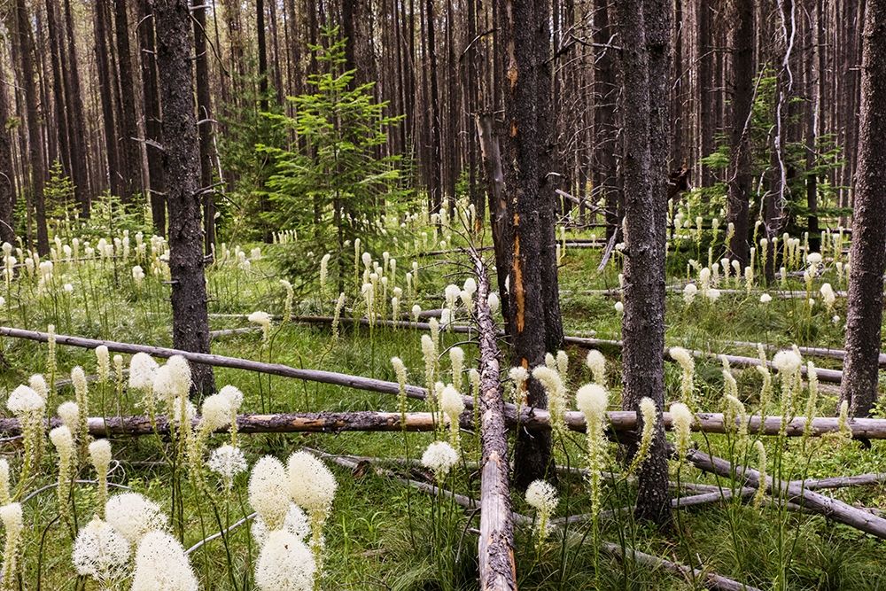 Beargrass in forest-Glacier National Park-Montana Xerophyllum tenax art print by Adam Jones for $57.95 CAD