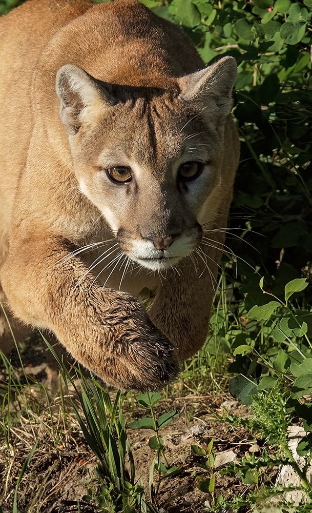 Mountain lion stalking-Puma concolor-Captive art print by Adam Jones for $57.95 CAD
