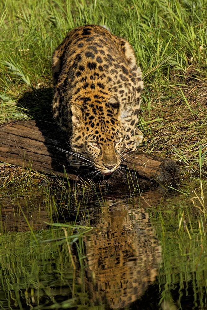Amur Leopard and reflection while drinking-Panthera pardus orientalis-Captive art print by Adam Jones for $57.95 CAD