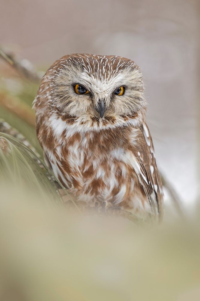 Northern saw-whet owl-Aegolius acadicus-controlled situation-Montana art print by Adam Jones for $57.95 CAD