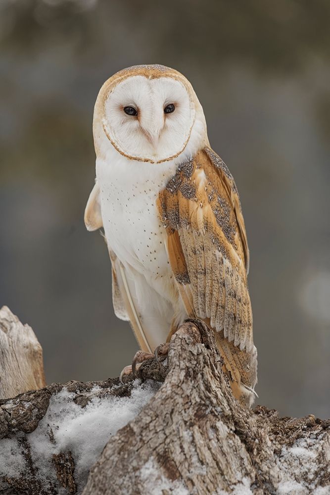 Barn owl-Tyto alba-controlled situation-Montana art print by Adam Jones for $57.95 CAD