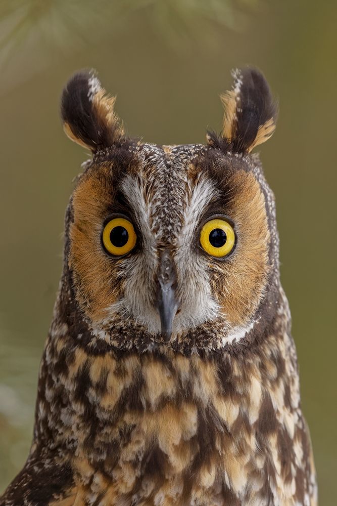 Long-eared owl-Asio otus-controlled situation-Montana art print by Adam Jones for $57.95 CAD