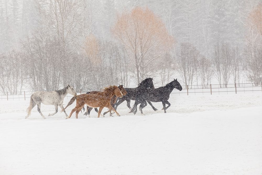 Horses during winter roundup-Kalispell-Montana art print by Adam Jones for $57.95 CAD