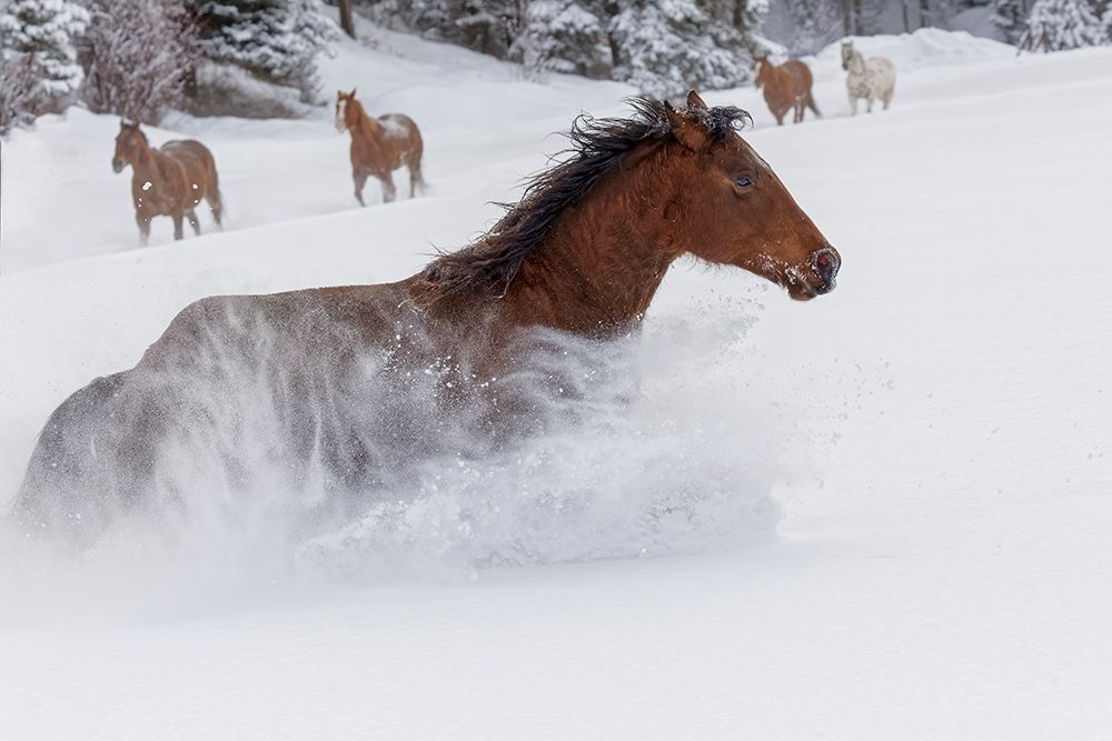 Horses running through fresh snow during roundup-Kalispell-Montana art print by Adam Jones for $57.95 CAD