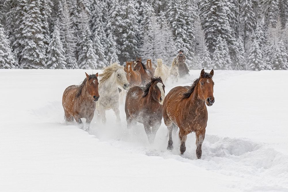 Horses running through fresh snow during roundup-Kalispell-Montana art print by Adam Jones for $57.95 CAD