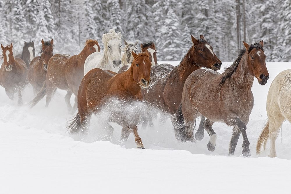 Horses running through fresh snow during roundup-Kalispell-Montana art print by Adam Jones for $57.95 CAD