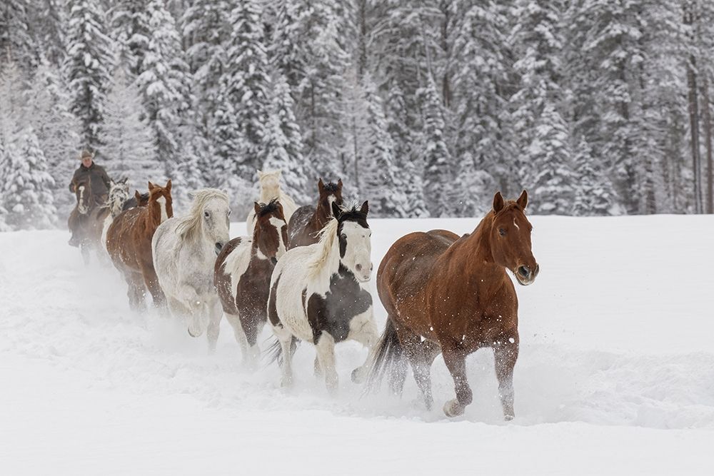 Horses running through fresh snow during roundup-Kalispell-Montana art print by Adam Jones for $57.95 CAD