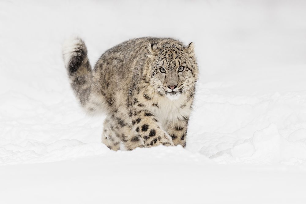 Snow leopard-Panthera uncia controlled situation-Montana art print by Adam Jones for $57.95 CAD