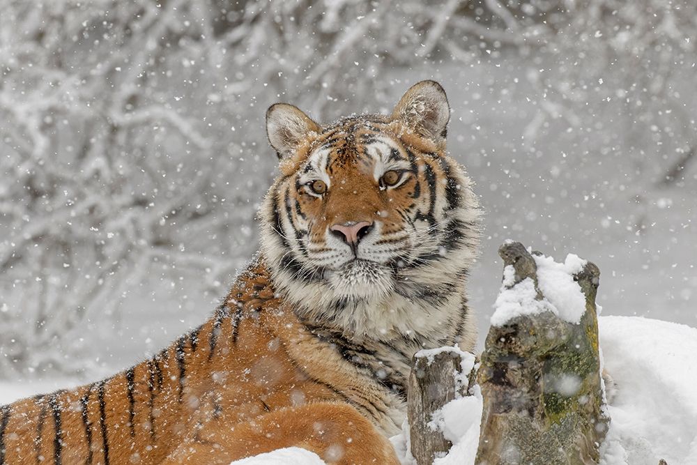 Siberian tiger in winter-Panthera tigris Tigris controlled situation-Montana art print by Adam Jones for $57.95 CAD
