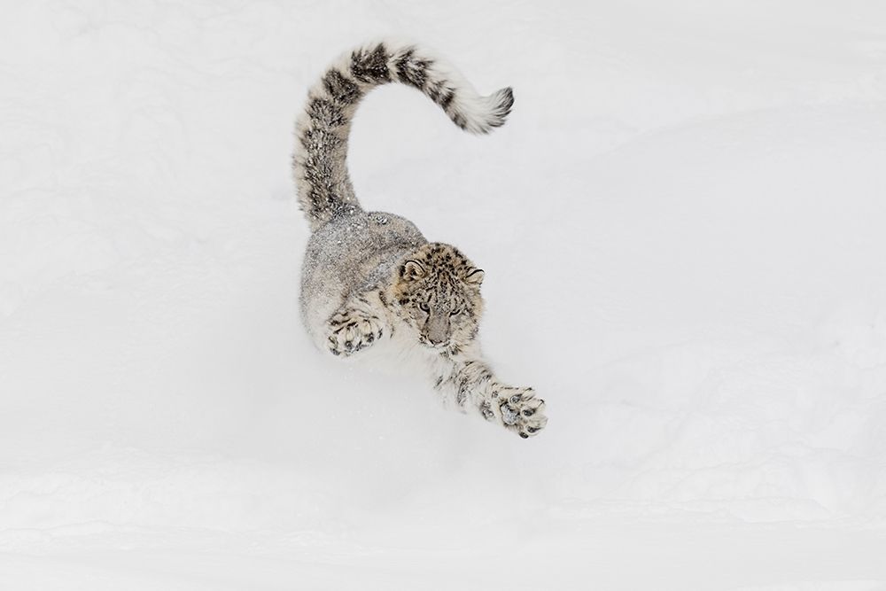 Snow leopard-running through snow-Panthera uncia controlled situation-Montana art print by Adam Jones for $57.95 CAD