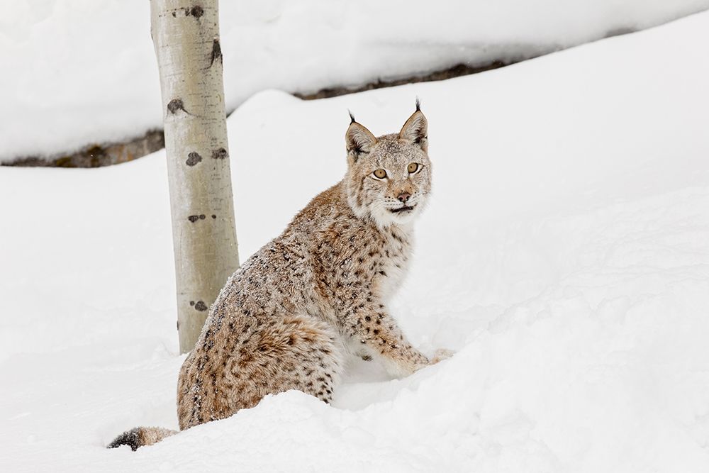 Siberian lynx in winter-Lynx lynx Wrangel controlled situation art print by Adam Jones for $57.95 CAD