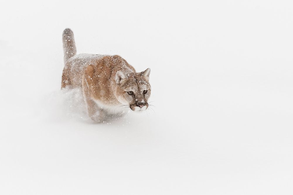 Mountain lion or cougar lunging for prey-Puma concolor)-controlled situation art print by Adam Jones for $57.95 CAD