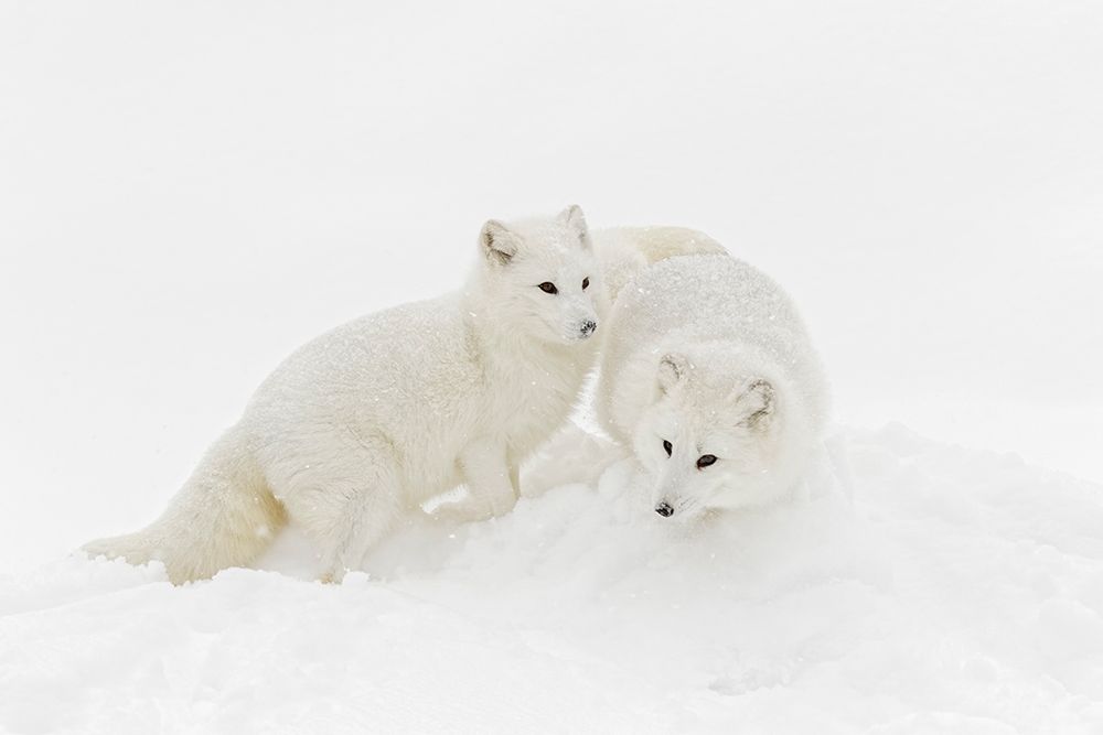 Arctic fox in winter coat on snow-Vulpes lagopus-controlled situation art print by Adam Jones for $57.95 CAD