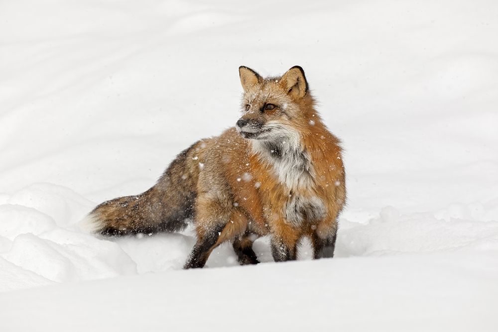 Red fox in fresh winter snow-Vulpes vulpes-controlled situation-Montana art print by Adam Jones for $57.95 CAD