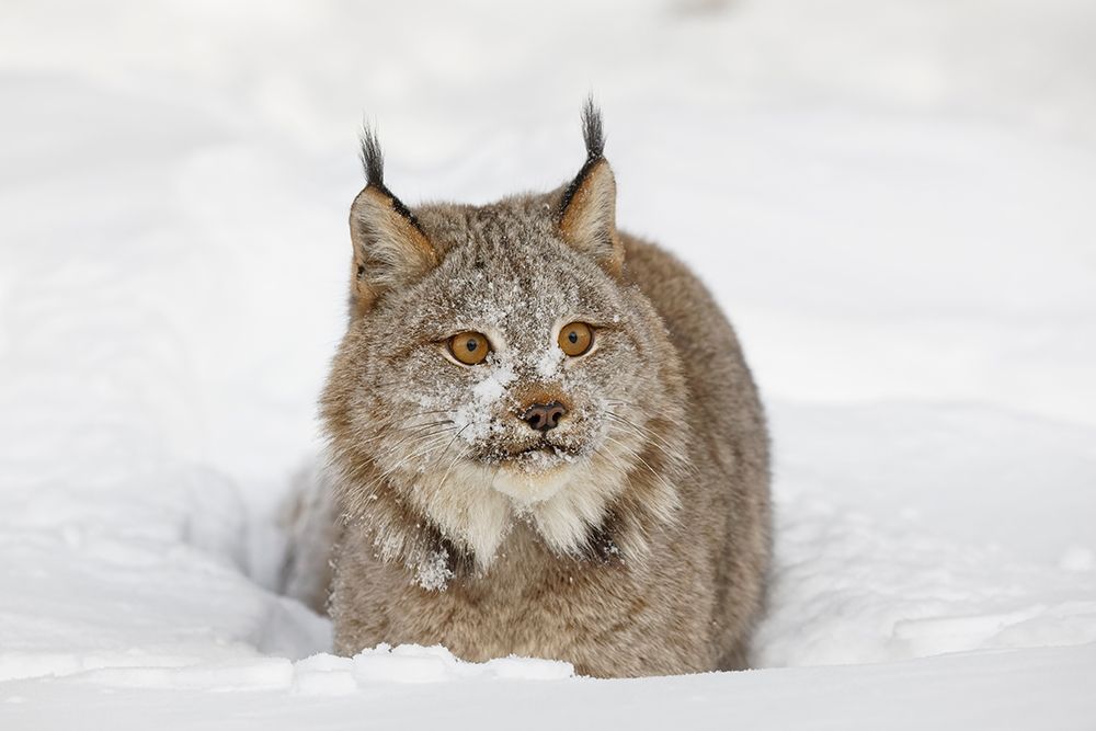 Eurasian lynx in winter-controlled situation-Lynx lynx art print by Adam Jones for $57.95 CAD