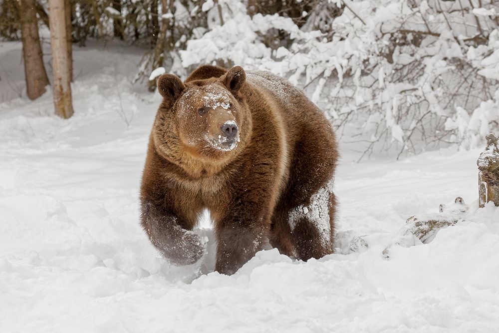 Grizzly bear in deep winter snow-Ursus arctic-controlled situation-Montana art print by Adam Jones for $57.95 CAD