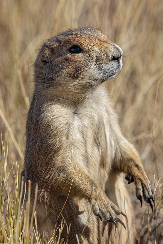 Black-tailed prairie dog-Greycliff Prairie Dog Town State Park-near Livingston-Montana art print by Adam Jones for $57.95 CAD