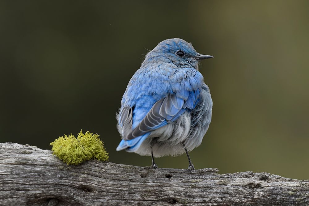 Mountain bluebird, Yellowstone National Park, Montana art print by Adam Jones for $57.95 CAD