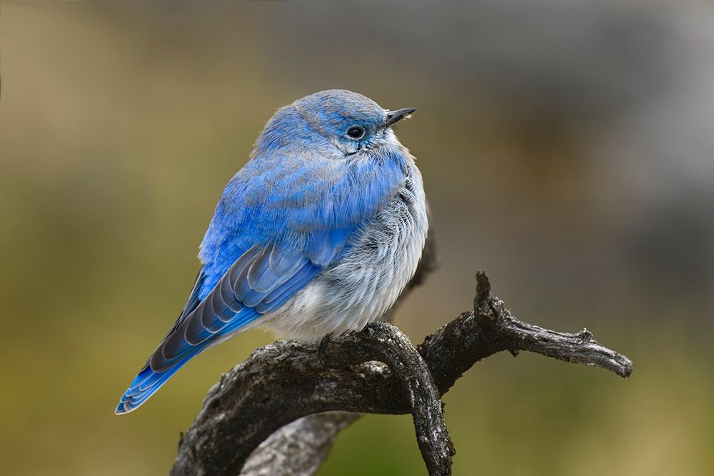 Mountain bluebird, Yellowstone National Park, Montana art print by Adam Jones for $57.95 CAD
