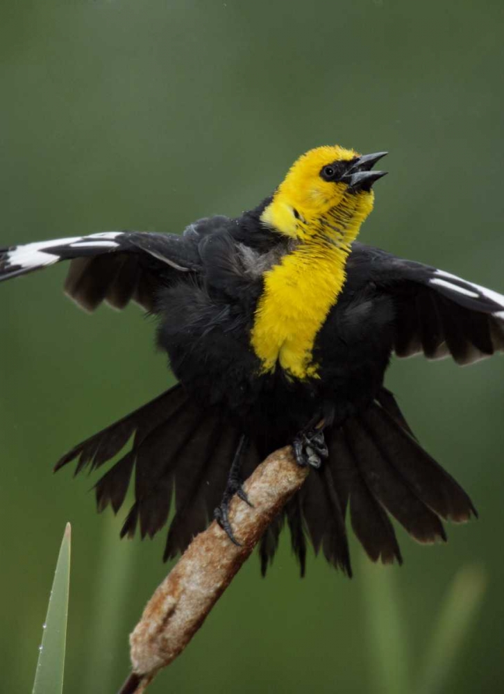MT, Great Falls Yellow-headed blackbird sings art print by Arthur Morris for $57.95 CAD