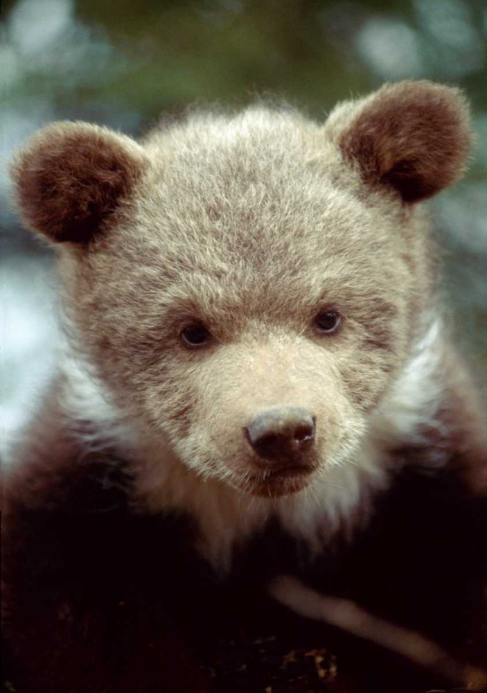 Montana, Rescued grizzly bear cub art print by Jim Zuckerman for $57.95 CAD