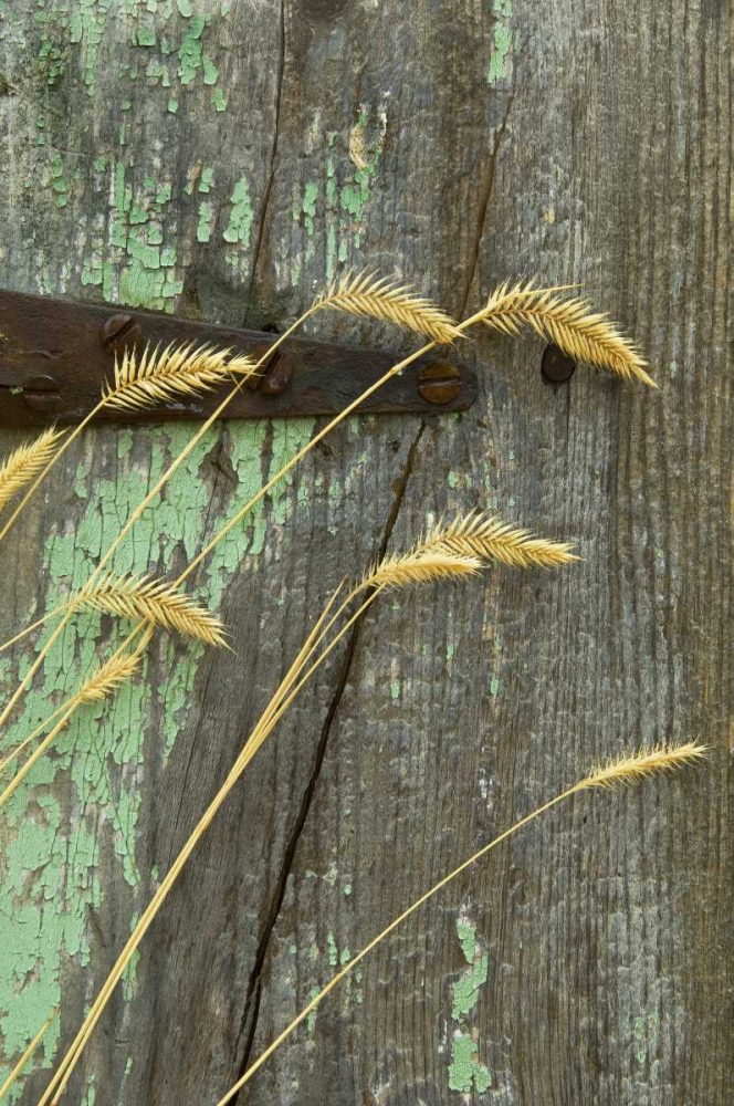 USA, Montana Grasses on old fence of a homestead art print by Nancy Rotenberg for $57.95 CAD
