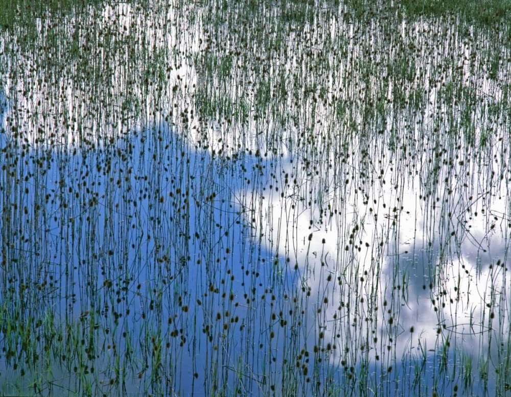 MT, Glacier NP Reflection of teasels and clouds art print by Steve Terrill for $57.95 CAD