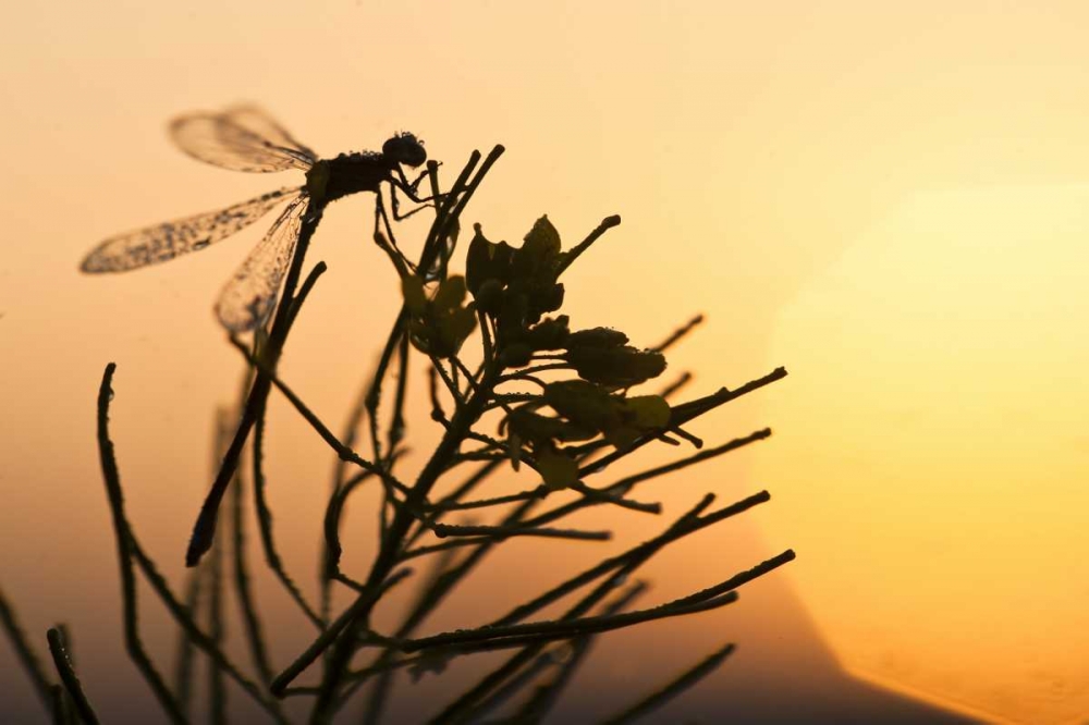 MT, Lee Metcalf NWR Silhouette of damselfly art print by Nancy Rotenberg for $57.95 CAD