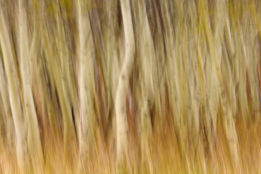USA, Montana Abstract of aspen forest art print by Don Paulson for $57.95 CAD
