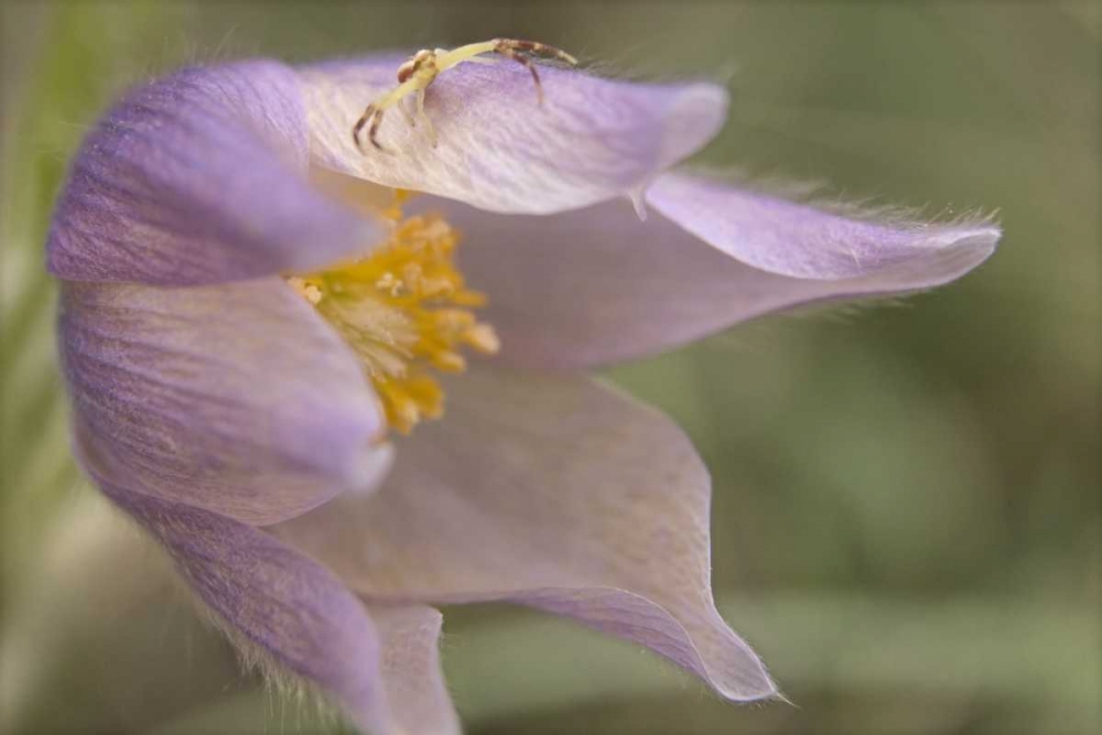 MT, Crab spider on a pasque flower art print by Don Paulson for $57.95 CAD