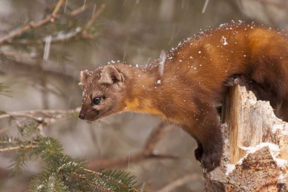 USA, Montana Pine marten, Martes americana art print by Cathy and Gordon Illg for $57.95 CAD