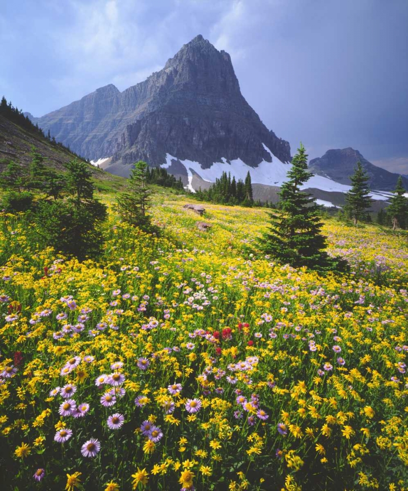 Montana, Glacier NP Wildflowers art print by Christopher Talbot Frank for $57.95 CAD