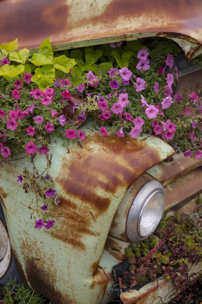 MT, Columbia Falls Petunias growing from a car art print by Don Grall for $57.95 CAD