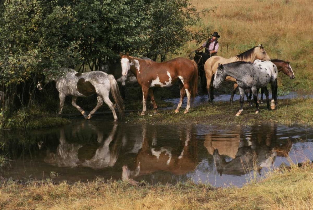 USA, Montana Horses tended by cowgirl art print by Marie Bush for $57.95 CAD