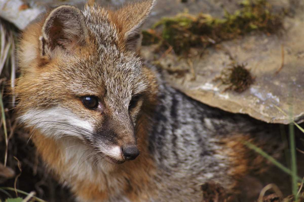 Montana, Kalispell Gray fox art print by Marie Bush for $57.95 CAD