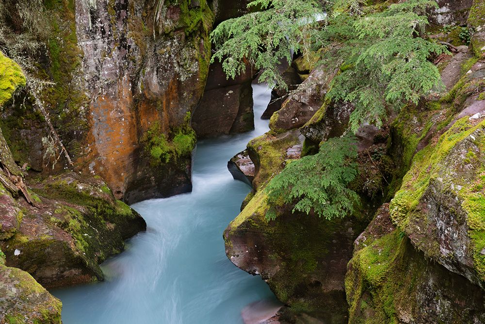 USA-Montana-Glacier National Park Glacial silt in Avalanche Creek flows through gorge art print by Jaynes Gallery for $57.95 CAD