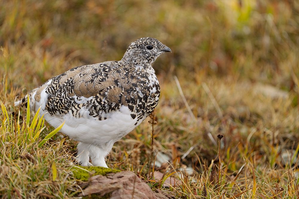 USA-Montana-Glacier National Park White-tailed ptarmigan in autumn art print by Jaynes Gallery for $57.95 CAD