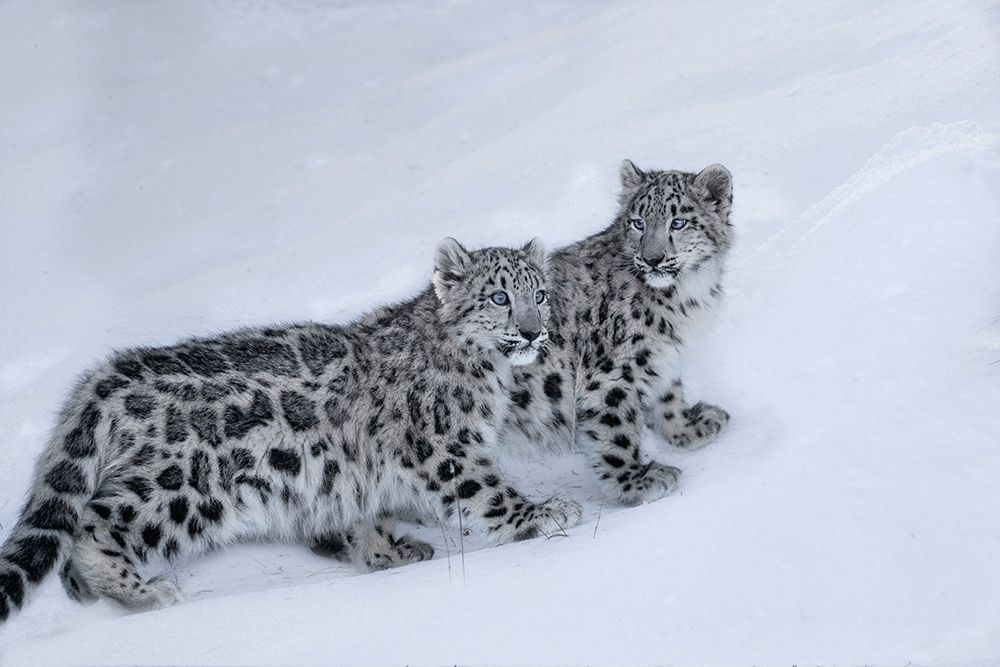 USA- Montana. Captive snow leopards in winter. art print by Jaynes Gallery for $57.95 CAD