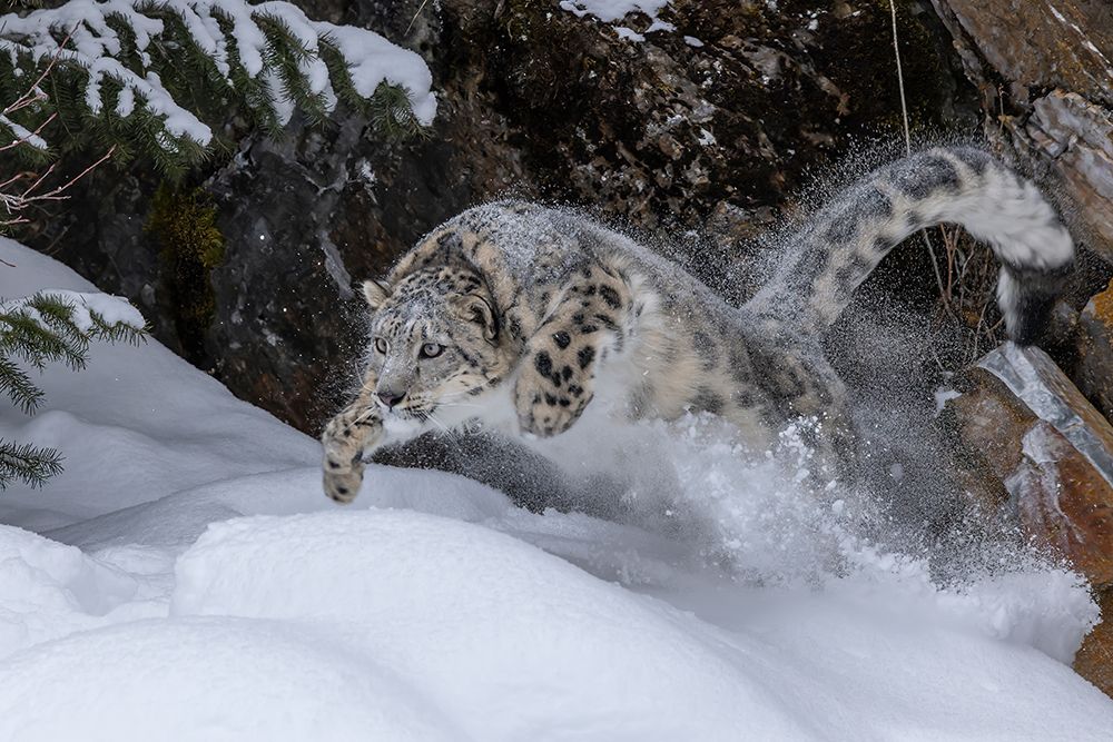 USA- Montana. Leaping captive snow leopard in winter. art print by Jaynes Gallery for $57.95 CAD