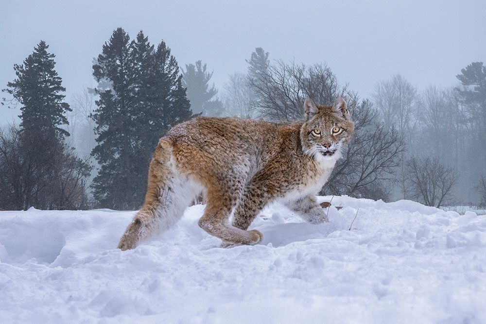 USA- Montana. Captive bobcat in snow. art print by Jaynes Gallery for $57.95 CAD