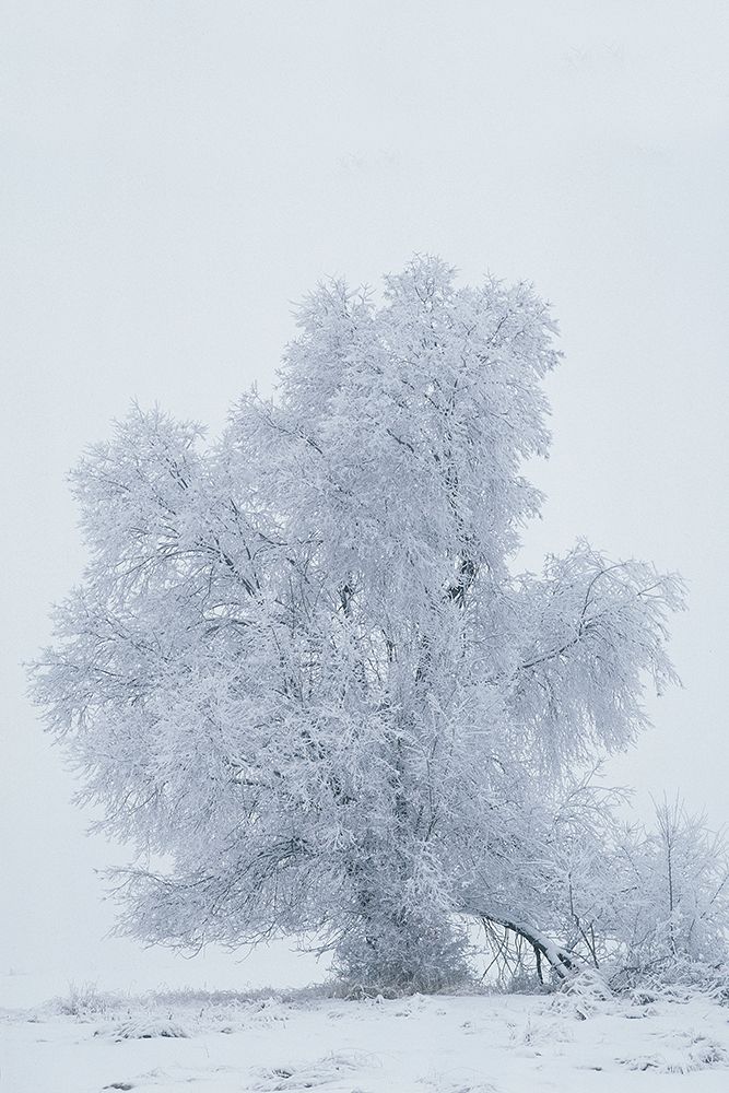 USA-Montana-Kalispell Cottonwood tree in snowstorm art print by Jaynes Gallery for $57.95 CAD
