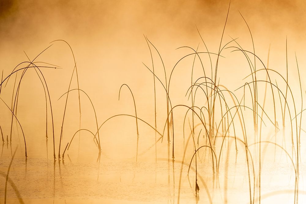 Icy reeds at sunrise on cold morning at Spencer Lake near Whitefish-Montana-USA art print by Chuck Haney for $57.95 CAD