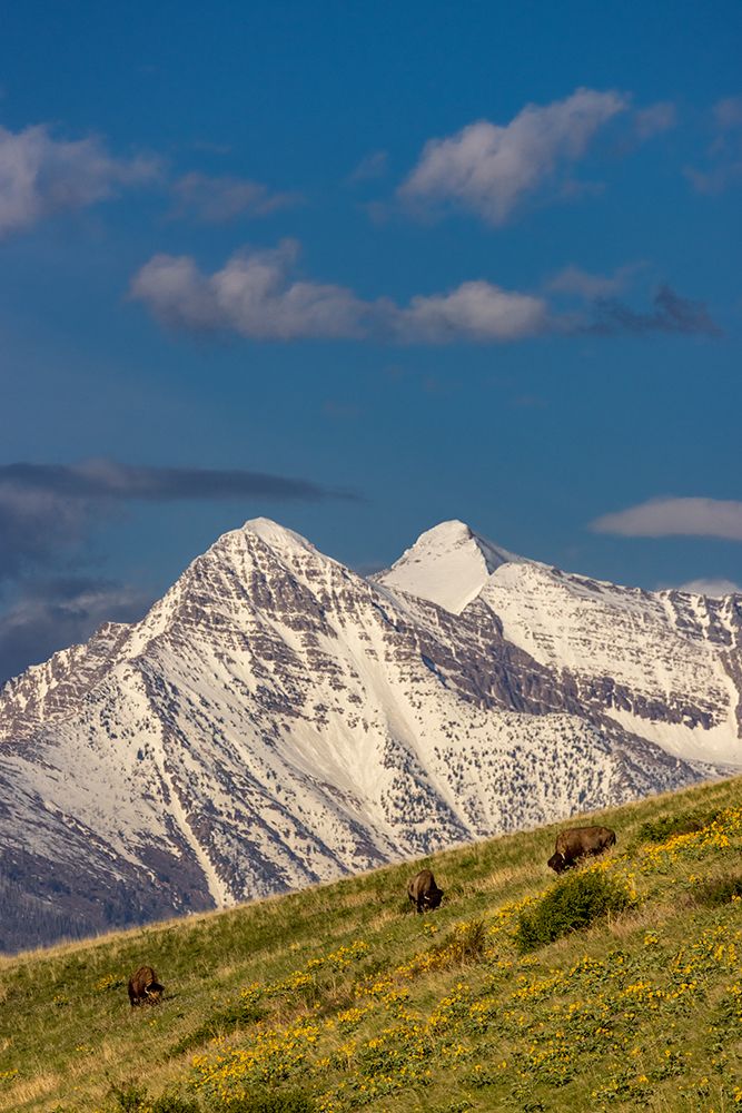 Bison bulls grazing in balsamroot with dramatic Mission Mountains at the National Bison Range in Mo art print by Chuck Haney for $57.95 CAD