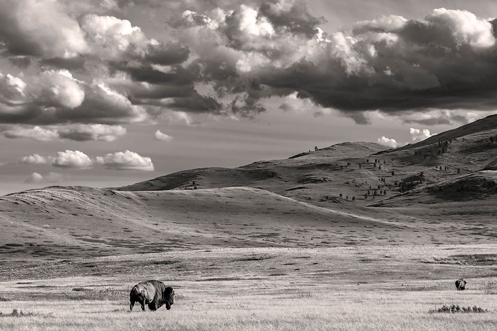 Bison bulls grazing at the National Bison Range in Moiese-Montana-USA art print by Chuck Haney for $57.95 CAD