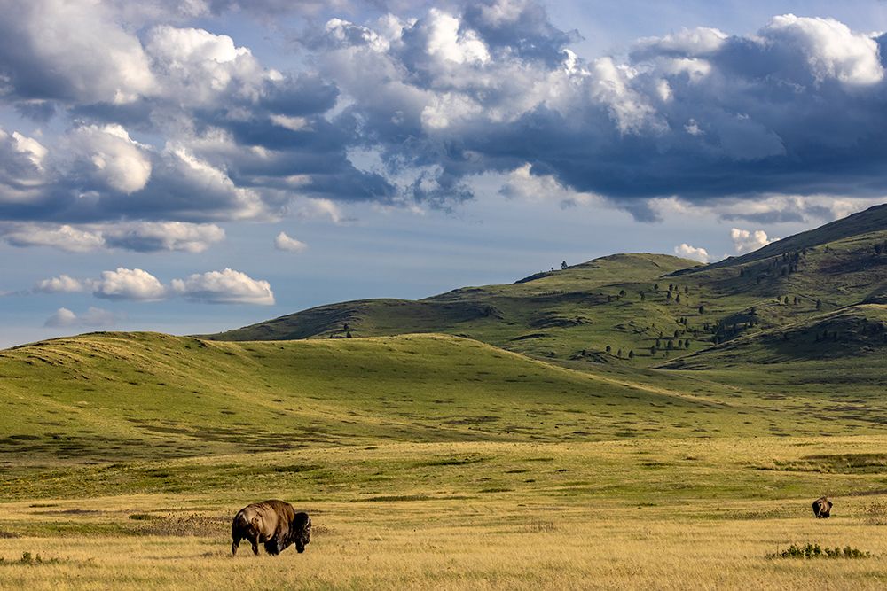 Bison bulls grazing at the National Bison Range in Moiese-Montana-USA art print by Chuck Haney for $57.95 CAD