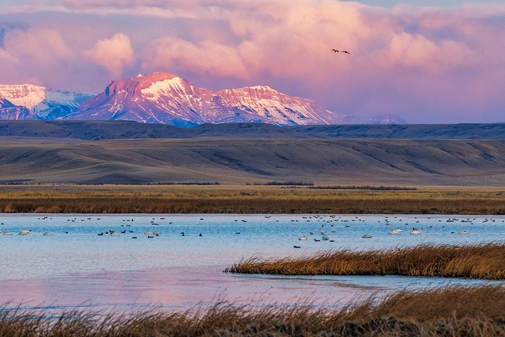 Birds in pond with Ear Mountain in background during spring migration at Freezeout Lake Wildlife Ma art print by Chuck Haney for $57.95 CAD
