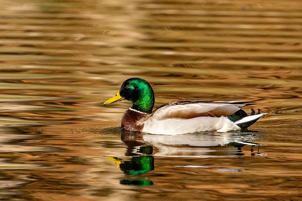 Mallard ducks at Woodland Park in Kalispell-Montana-USA art print by Chuck Haney for $57.95 CAD